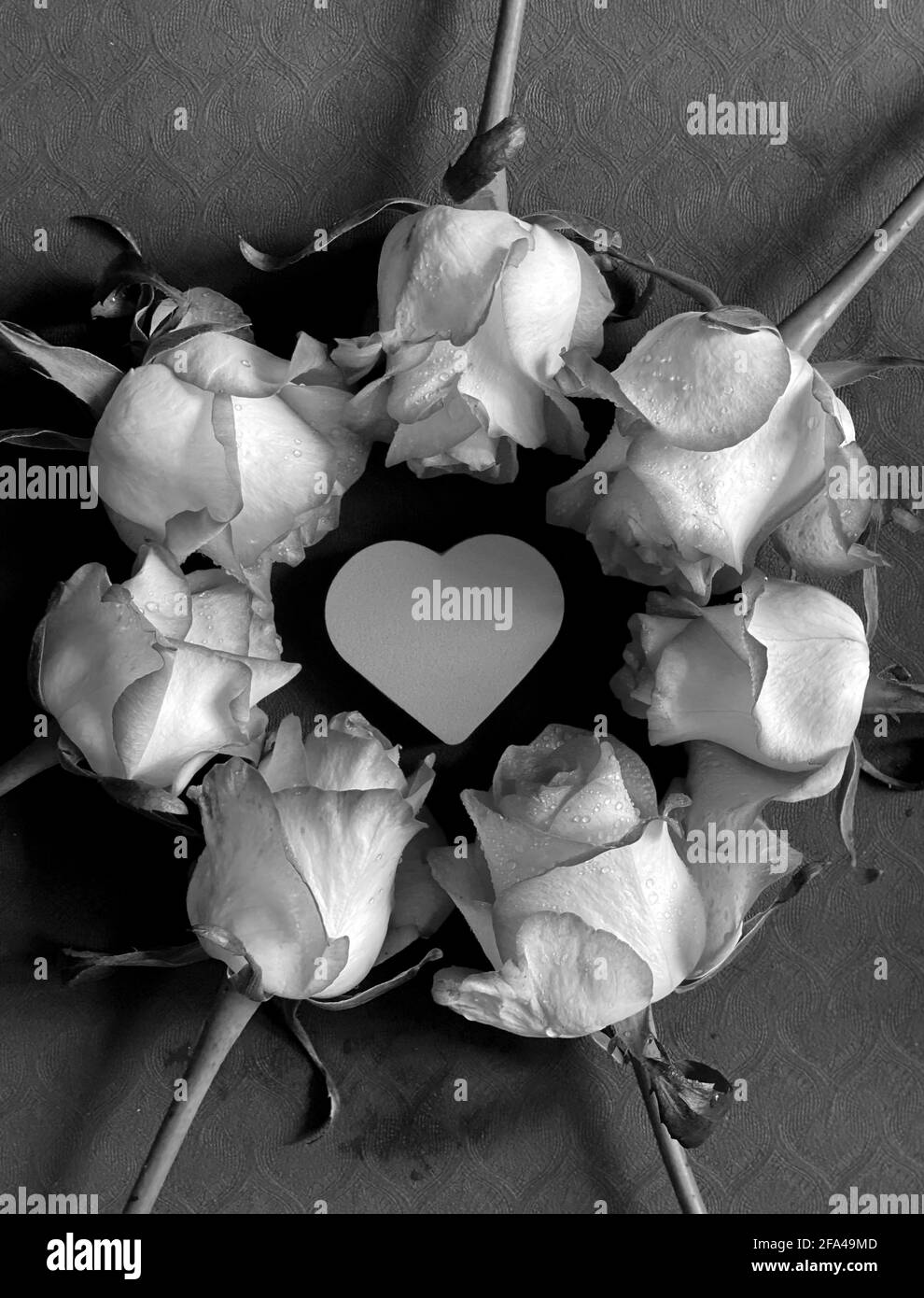 Photo noir et blanc d'une rose autour du coeur Banque D'Images