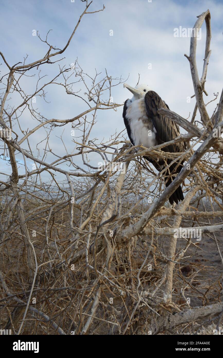 Magnifique Frigatebird (Fregata magnifiens) immature dans l'arbre de Palo Santo, île de Seymour Nord, îles Galapagos, Equateur Banque D'Images
