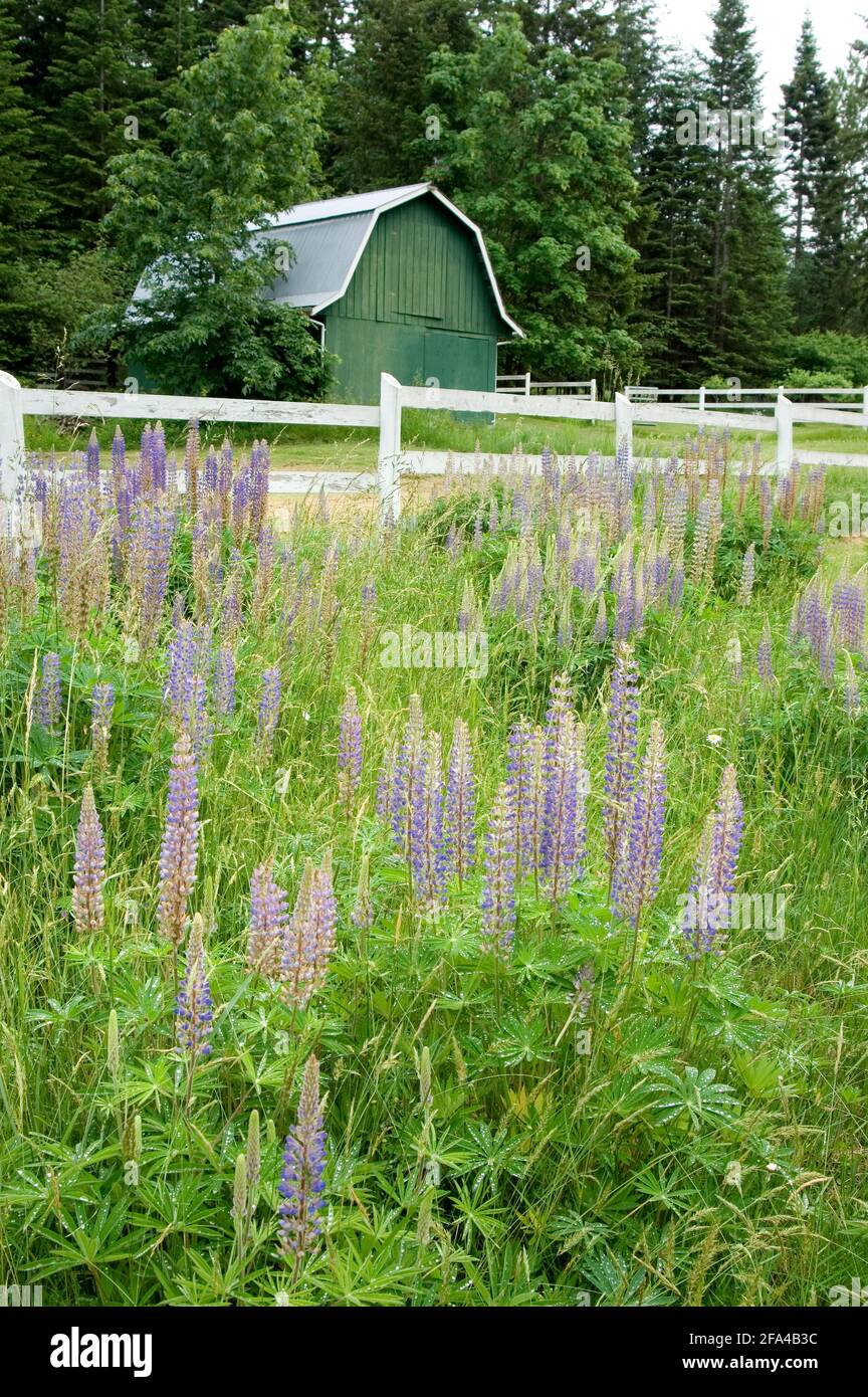 Lupin Lupinus, vallée Cowichan, île de Vancouver, Colombie-Britannique, Canada Banque D'Images