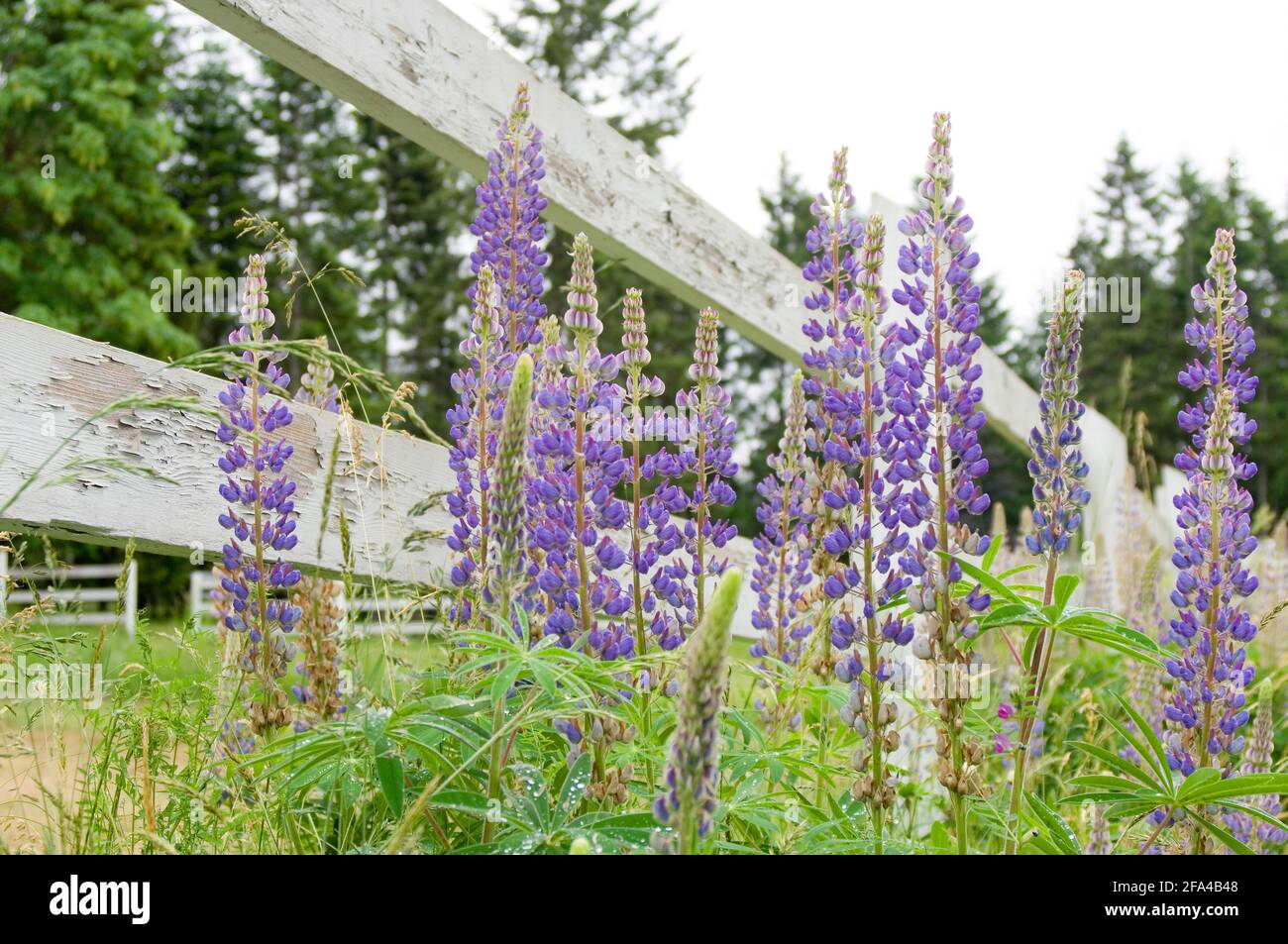 Lupin Lupinus, vallée Cowichan, île de Vancouver, Colombie-Britannique, Canada Banque D'Images