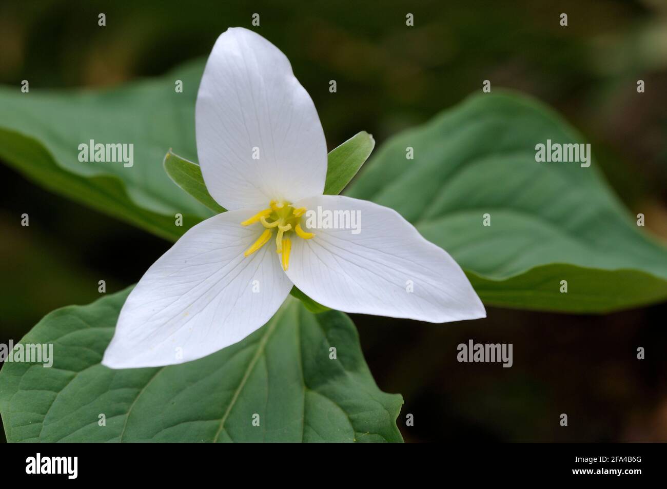 Trillium de l'Ouest Trillium ovatum, vallée Cowichan, île de Vancouver, Colombie-Britannique, Canada Banque D'Images