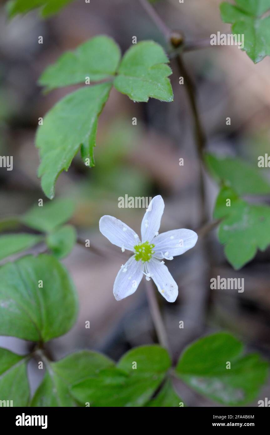 Lyall's Anemone Anemone lyallii, vallée de Cowichan, île de Vancouver, Colombie-Britannique, Canada Banque D'Images