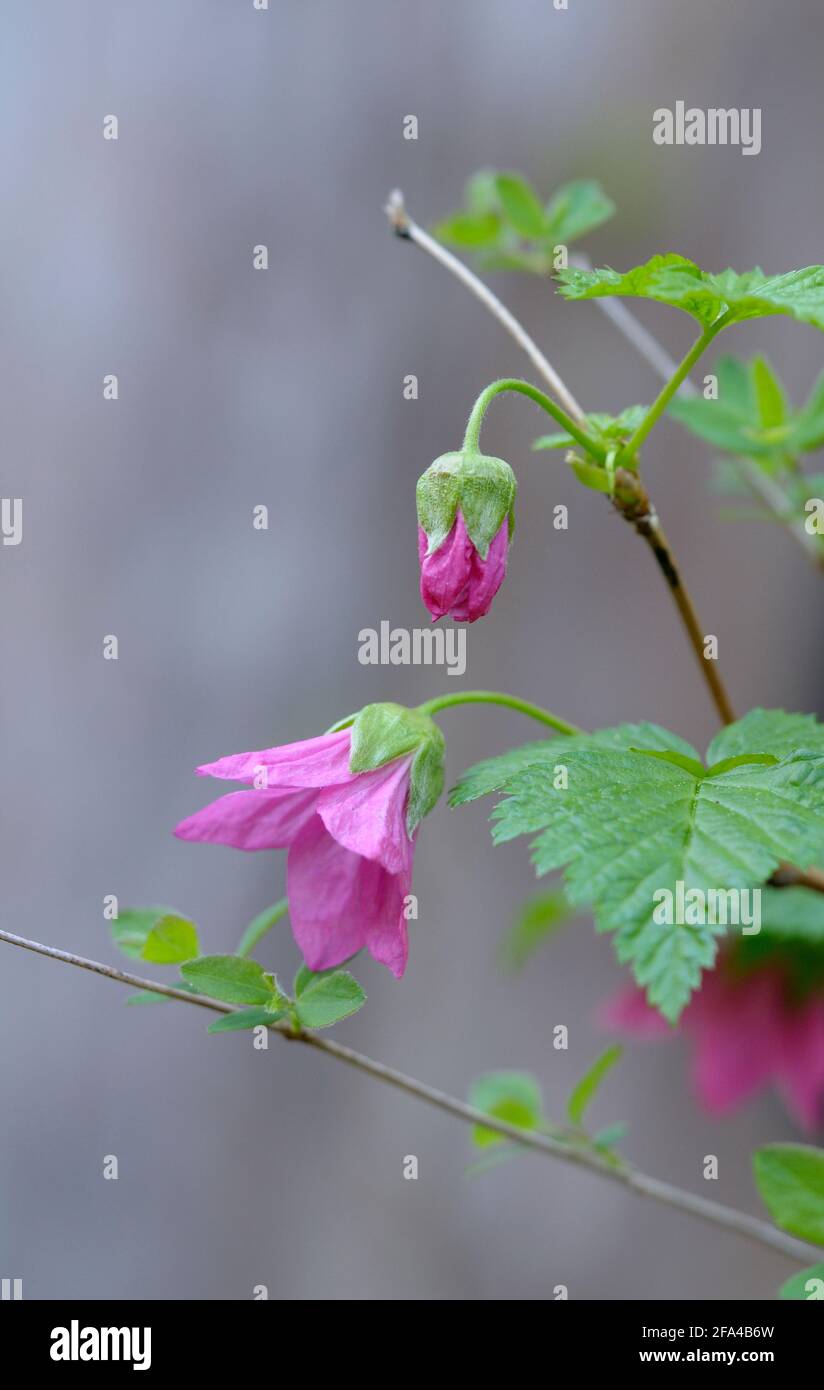 Berge Rubus spectabilis, vallée Cowichan, île de Vancouver, Colombie-Britannique, Canada Banque D'Images