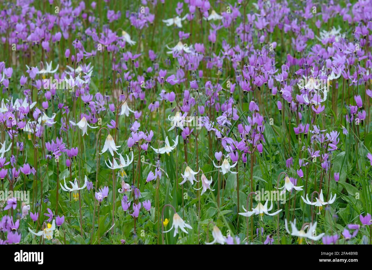 Cowichan Garry Oak Preserve Wildflower Meadow, Cowichan Valley, île de Vancouver (Colombie-Britannique). Banque D'Images