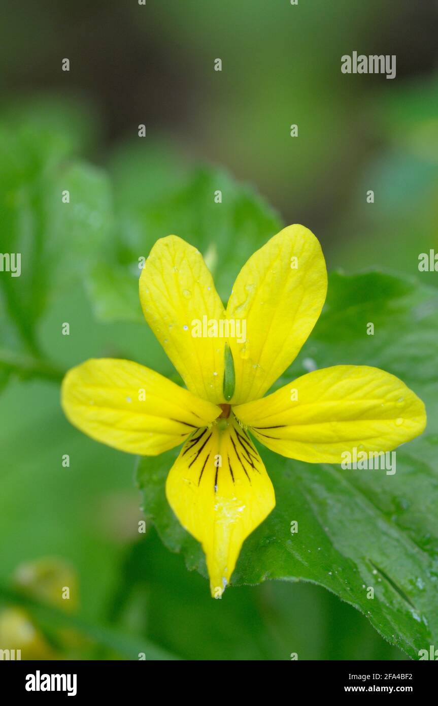 Ruisseau Violet Viola glabella, vallée de Cowichan, île de Vancouver, Colombie-Britannique, Canada Banque D'Images