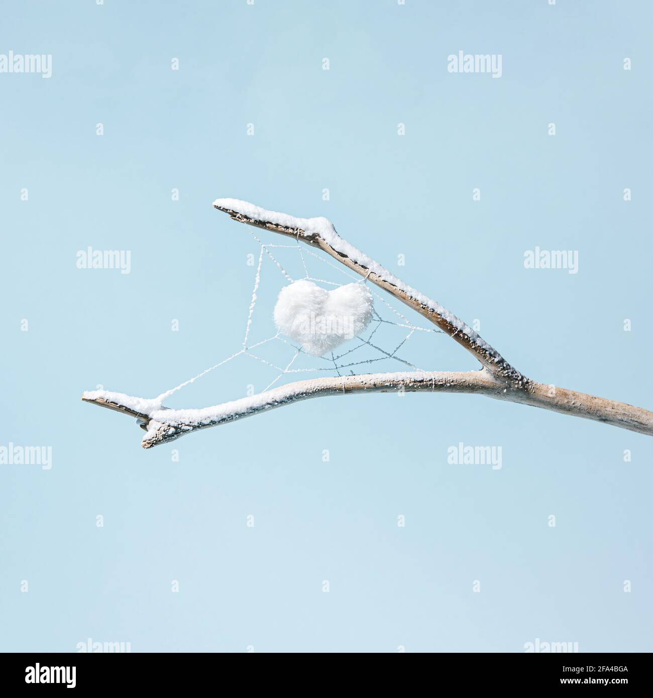 Un coeur blanc dans la toile d'une araignée sur une branche couverte de neige. Banque D'Images