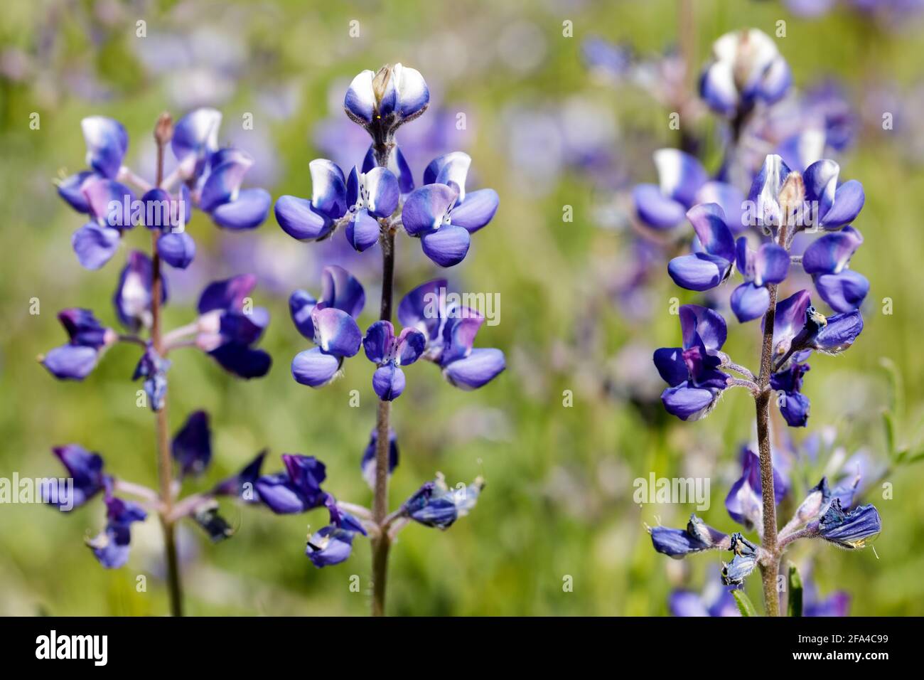 Lupins du ciel dans Bloom. Foothills Park, comté de Santa Clara, Californie, États-Unis. Banque D'Images