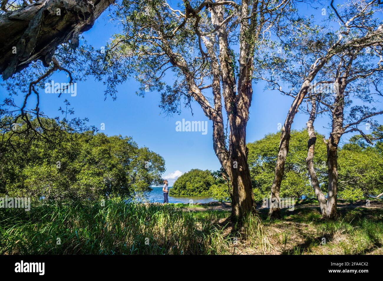 Mangroves sur les rives de la baie Moreton à la réserve naturelle de Godwin Beach, région de Moreton Bay, Queensland, Australie Banque D'Images