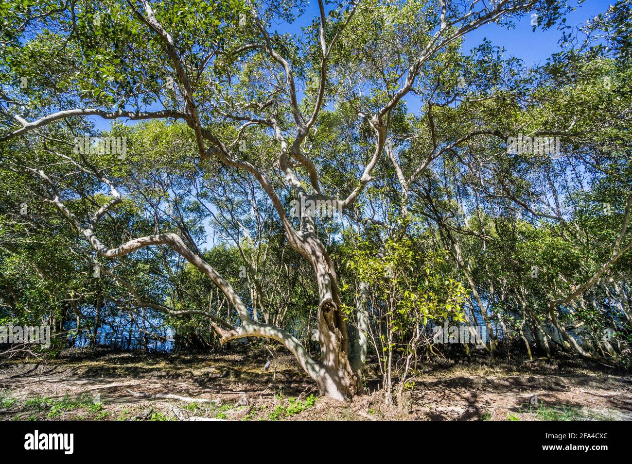 Papetières et mangroves sur les rives de la baie Moreton à la réserve environnementale de Godwin Beach, région de Moreton Bay, Queensland, Australie Banque D'Images
