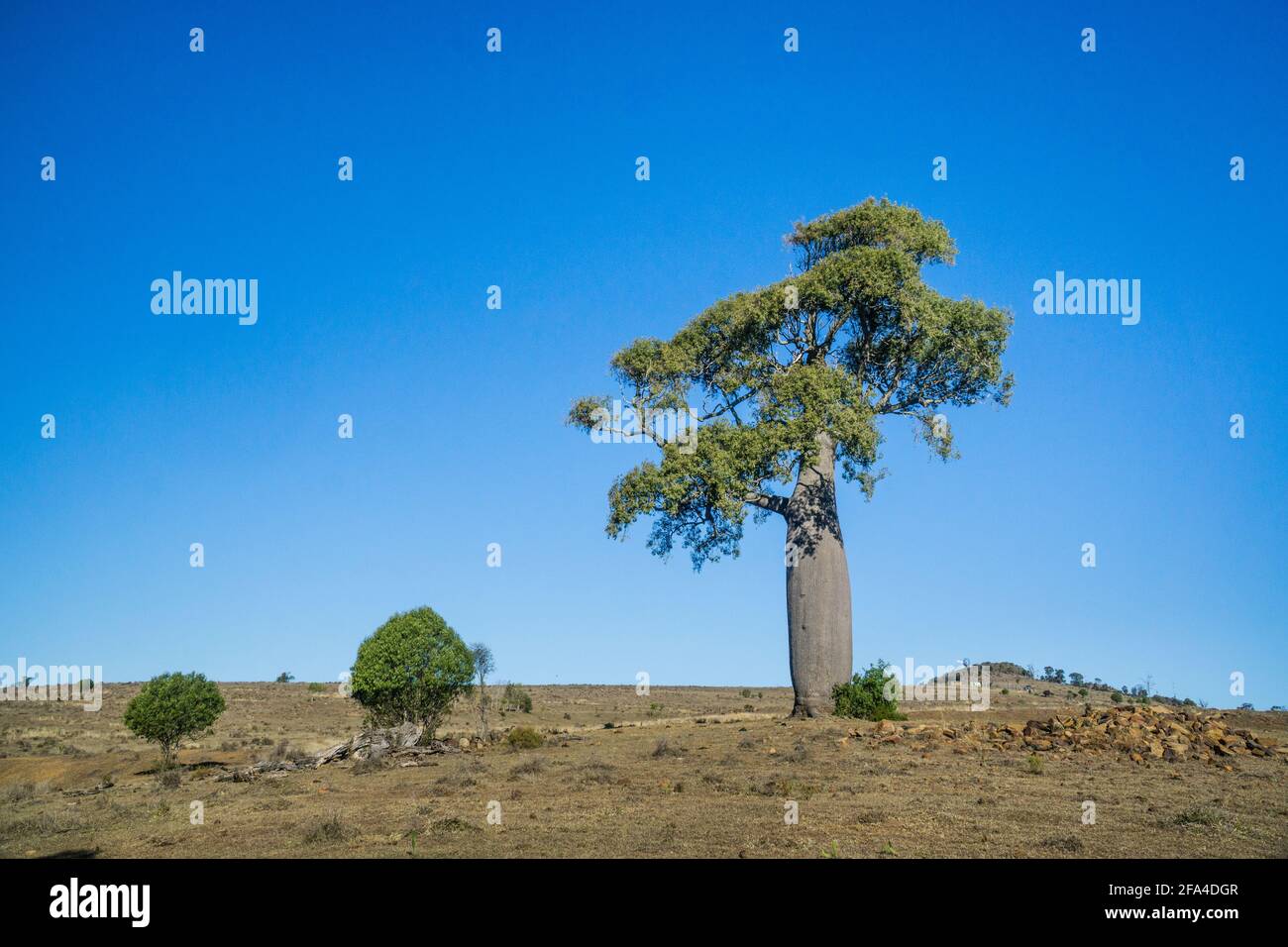 Spécimen fin du Queensland Bottle Tree (Brachychiton rupestris), à Rangemore Estate, Maclagan, Darling Downs, Queensland, Australie Banque D'Images