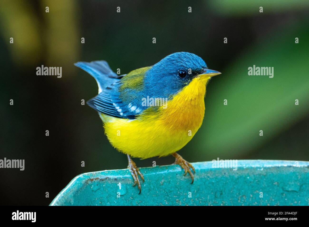 Le Parula tropical (Setophaga pitiayumi) est un petit verrulaire du Nouveau monde. C'est un petit oiseau de passereau. Banque D'Images