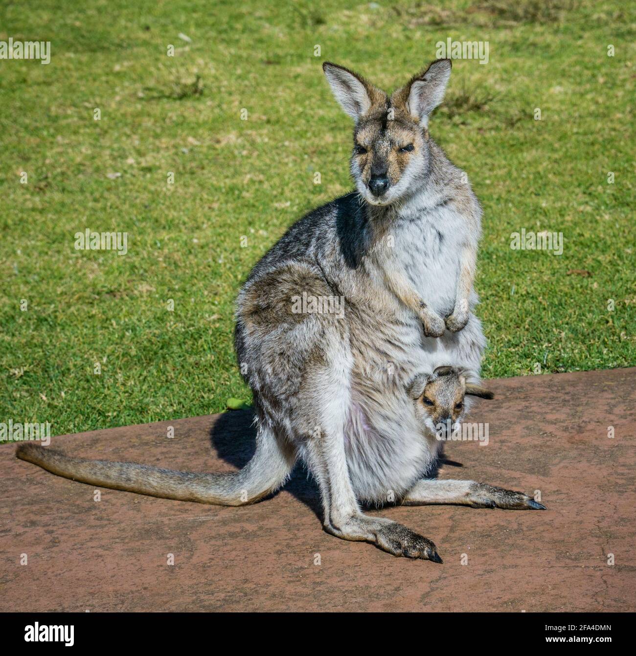 Faites un marais à Wallaby avec un joey dans sa poche au parc national des montagnes Bunya, région de South Burnett, Queensland, Australie Banque D'Images