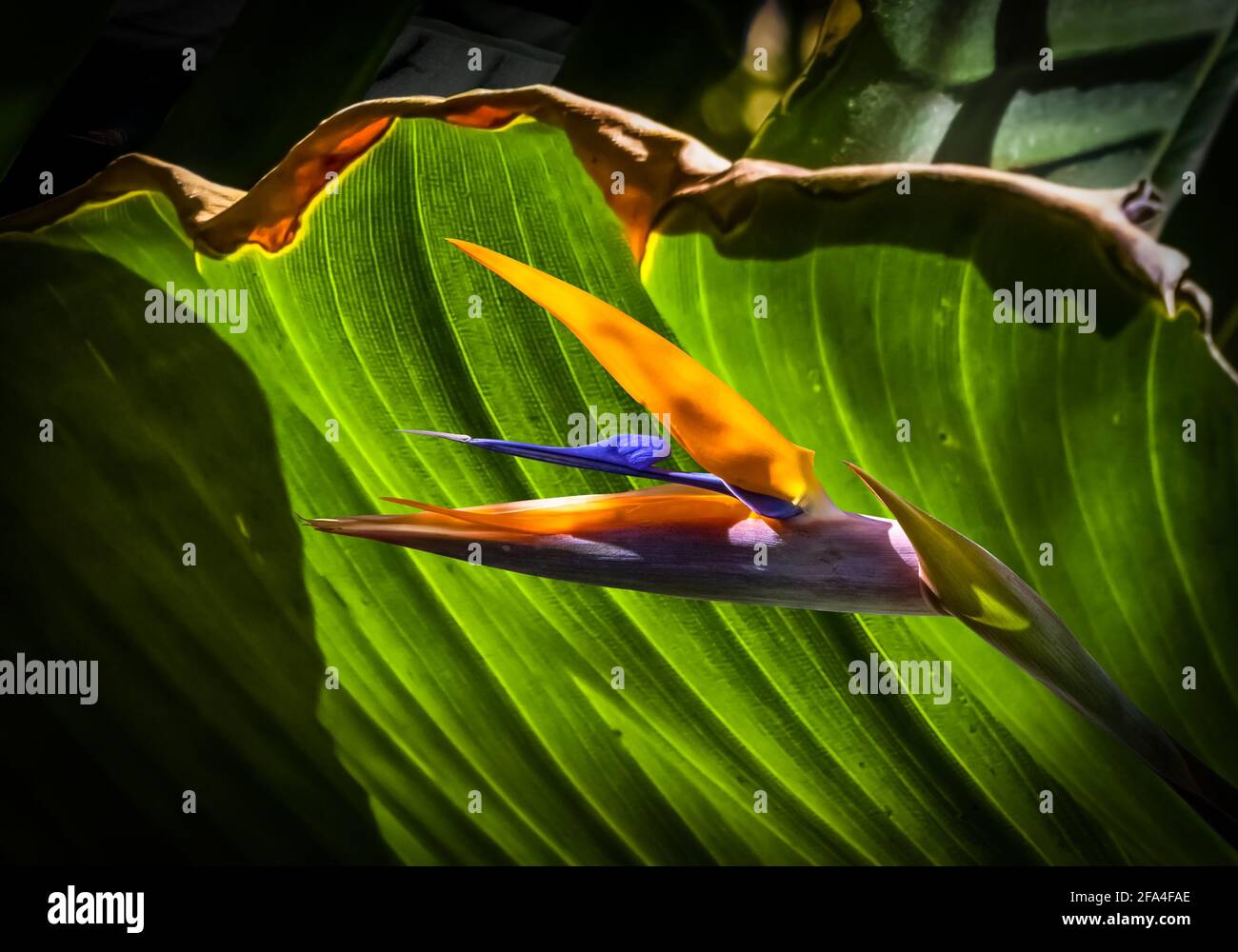 oiseau de paradis fleur de gros plan rétro-éclairé couleurs vibrantes Banque D'Images