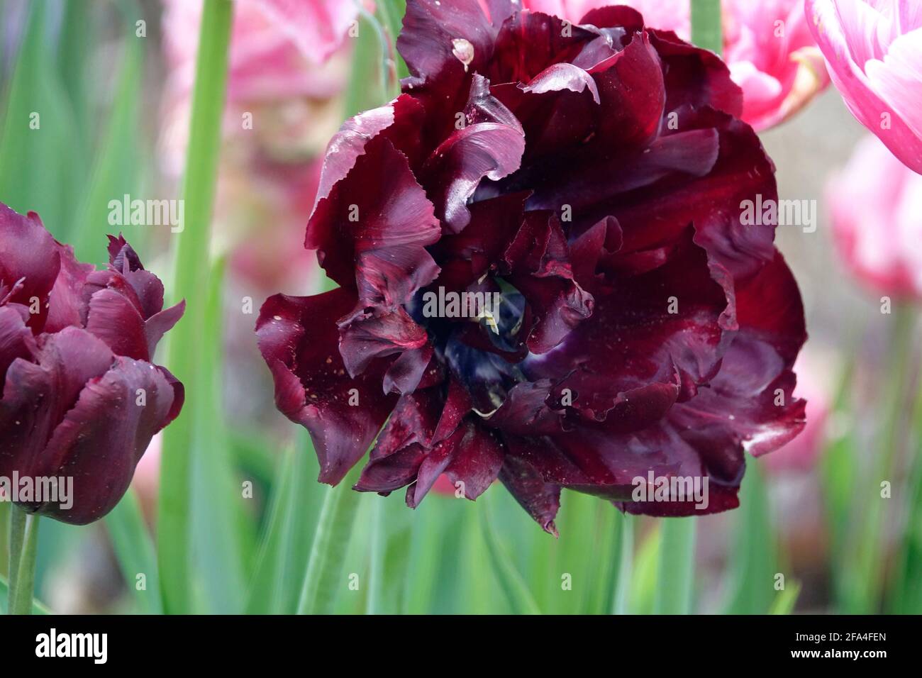 Double tulipe de Bourgogne au milieu d'un jardin de Tulips Banque D'Images