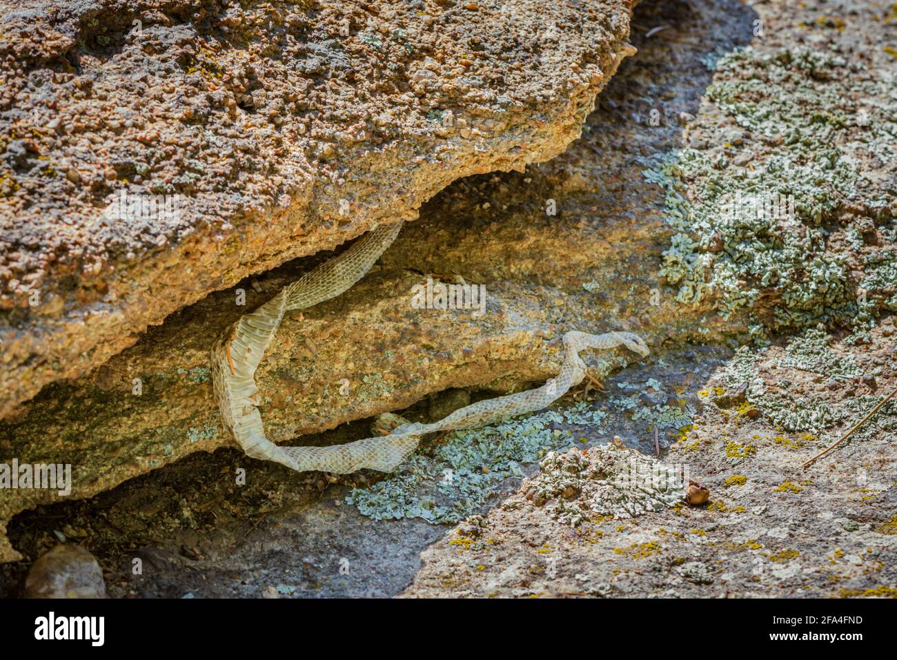 Un serpent jeté est laissé dans les rochers au parc d'espace ouvert de Gateway Mesa, Castle Rock Colorado USA. Photo prise en juillet. Banque D'Images