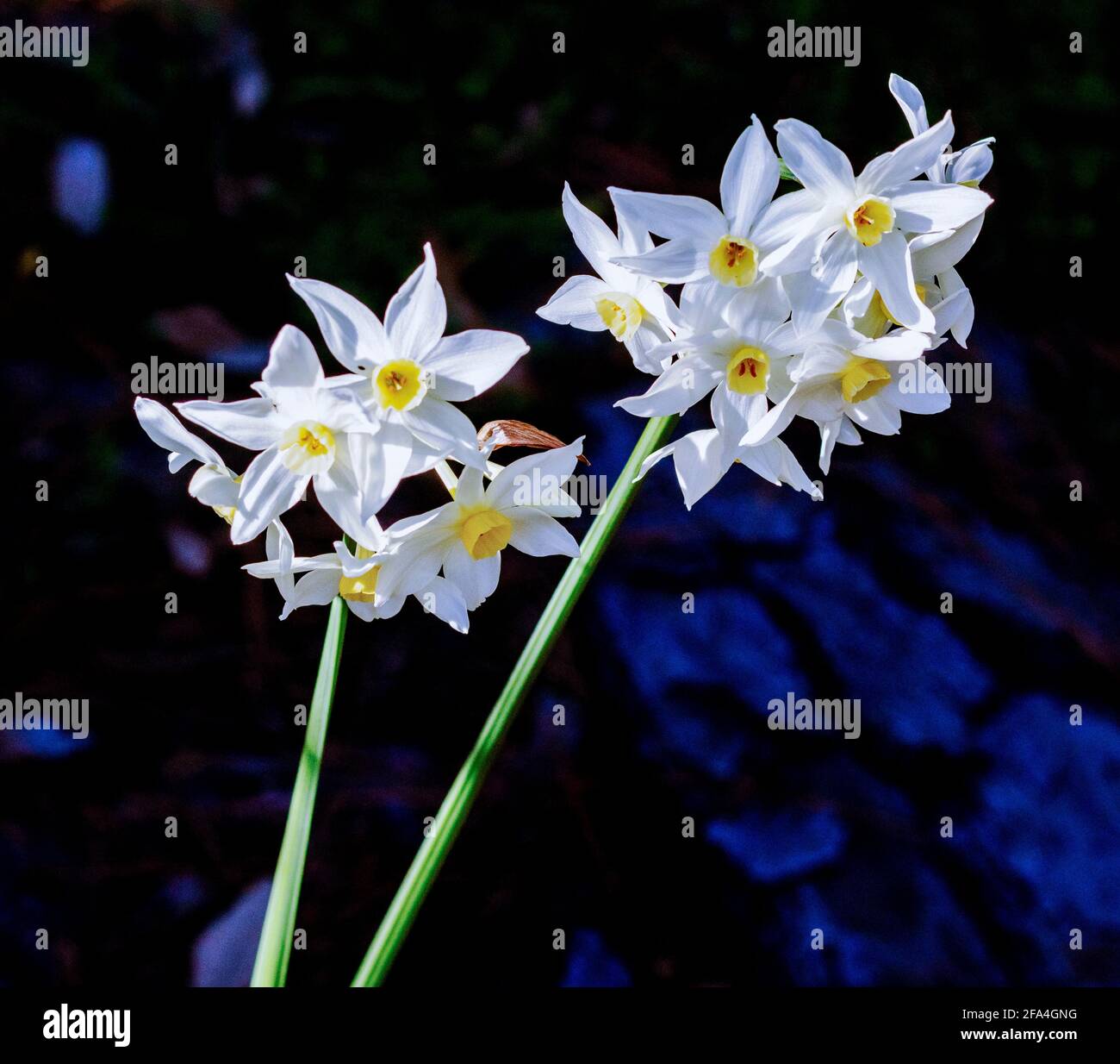 une des quelques espèces connues sous le nom de paperwhite, est une plante bulbeuse vivace sont cultivées dans un jardin. Banque D'Images