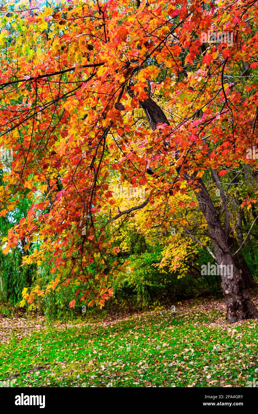 Automne coloré : arbre avec feuilles rouges et jaunes, Pennsylvanie, États-Unis Banque D'Images