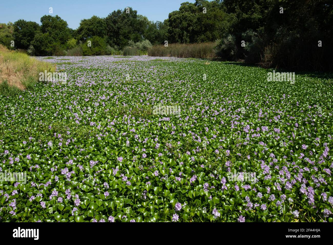 La jacinthe d'eau très envahissante, Eichhornia crassipes, détruit la diversité naturelle d'un chenal oxbow de la rivière San Joaquin. Banque D'Images