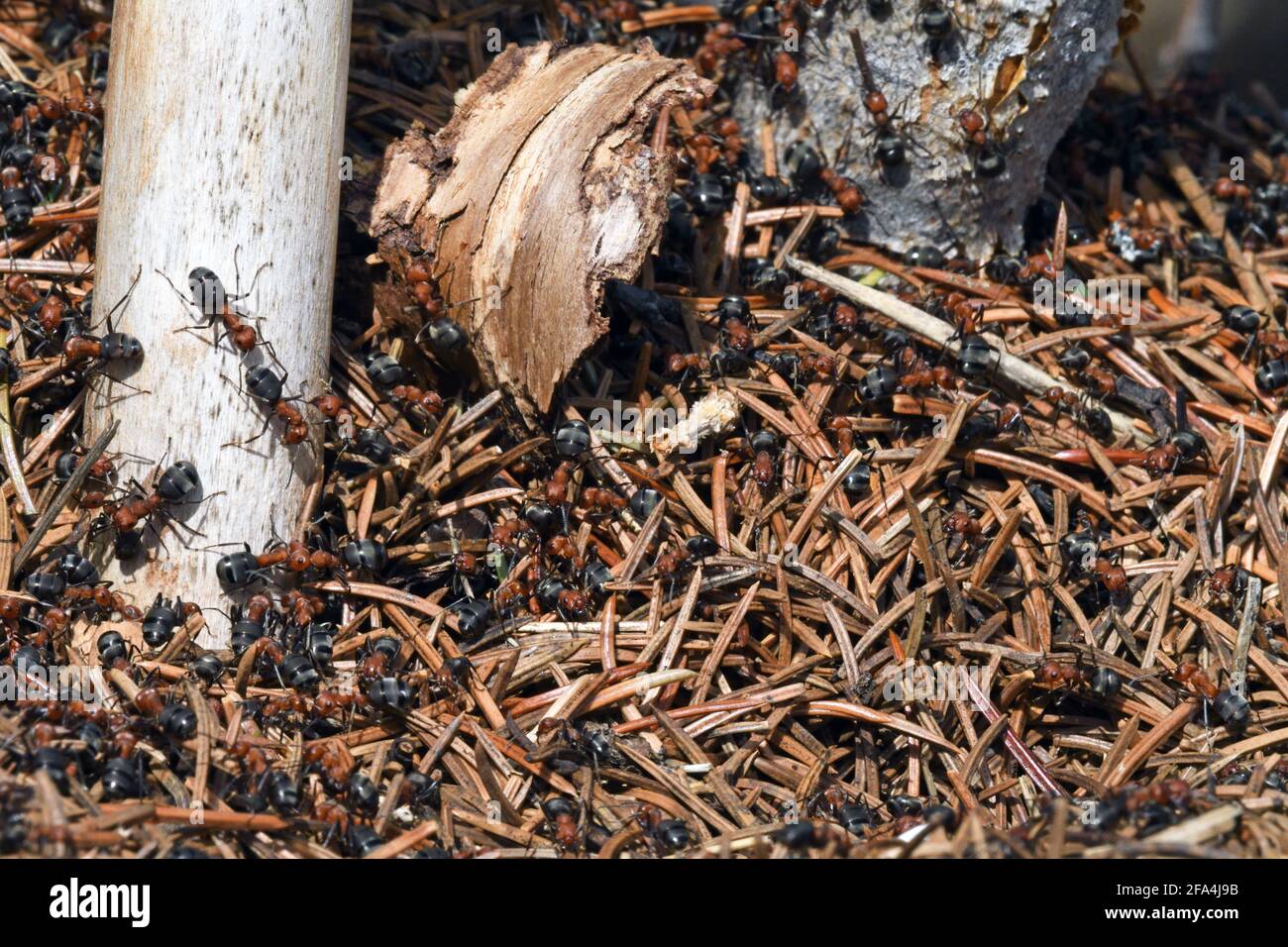 Des fourmis de thatching de l'Ouest sur un monticule au printemps. Vallée de Yaak, nord-ouest du Montana. (Photo de Randy Beacham) Banque D'Images