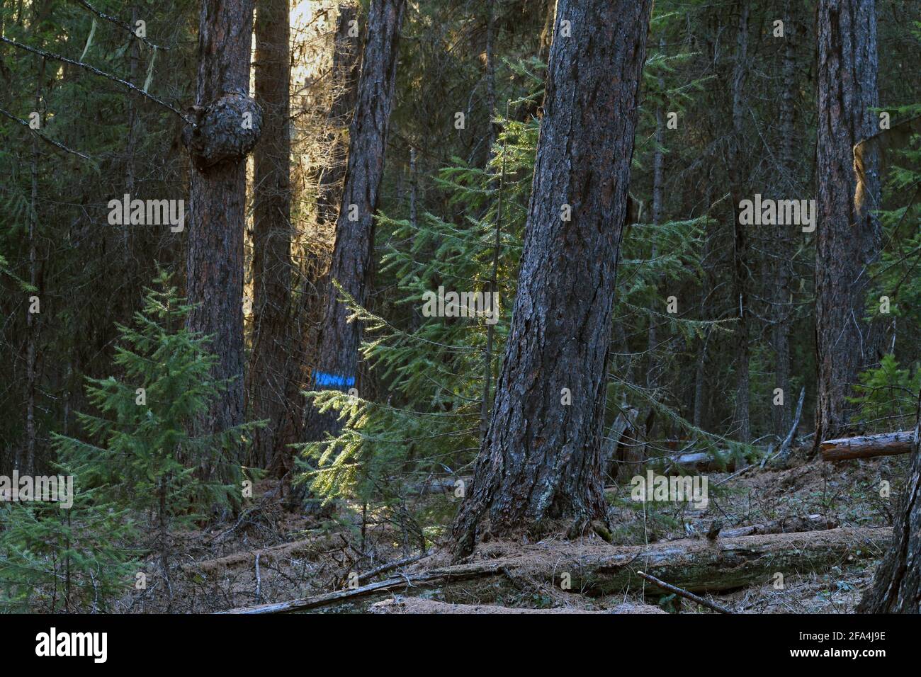 Forêt de mélèze de l'Ouest ancienne croissance proposée pour l'exploitation forestière dans le projet Black RAM. Vallée de Yaak, Montana. (Photo de Randy Beacham) Banque D'Images