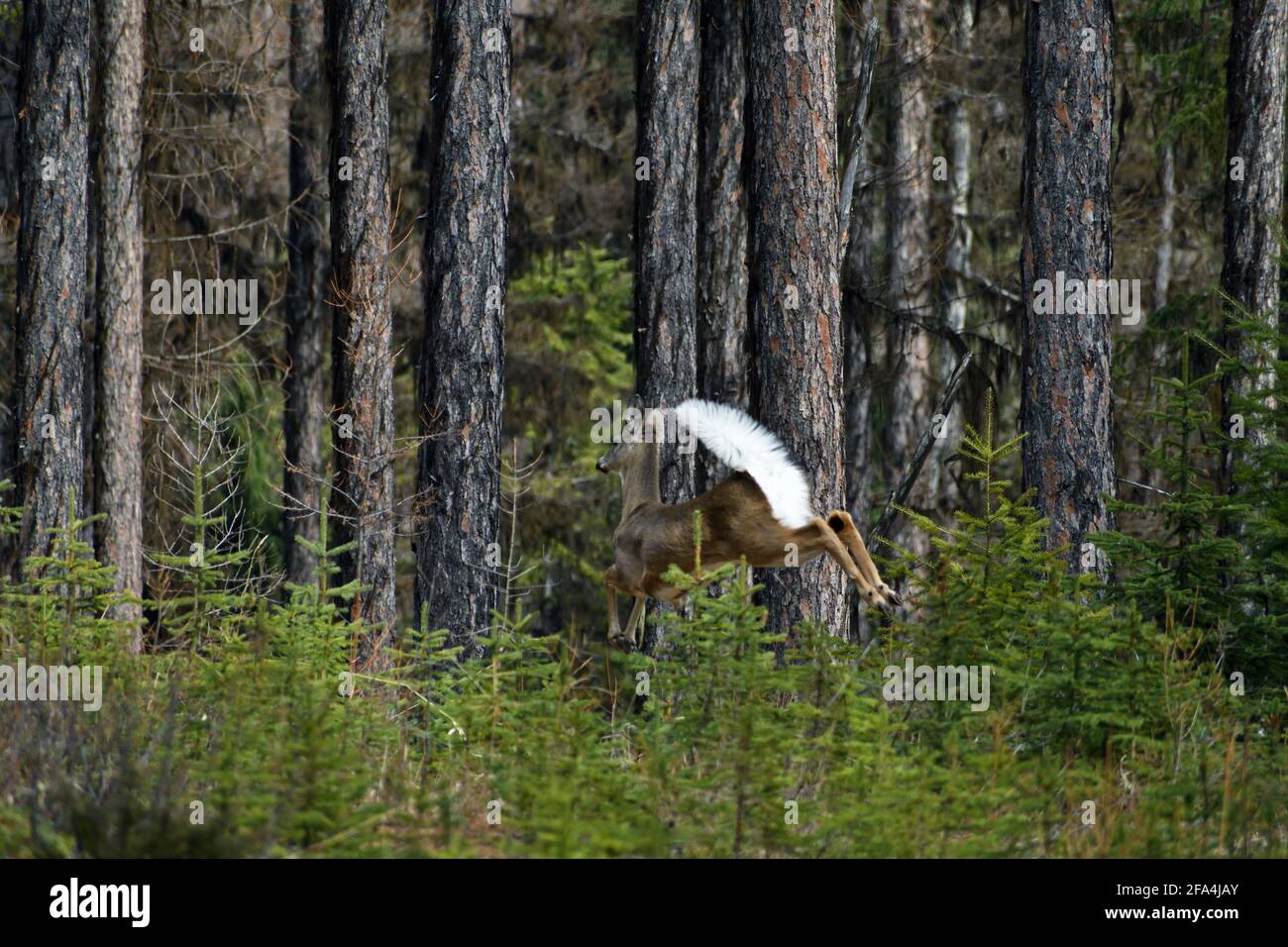 Le cerf de Virginie bondissant dans une forêt de mélèze de l'Ouest et de conifères mixtes. Vallée de Yaak, nord-ouest du Montana. (Photo de Randy Beacham) Banque D'Images