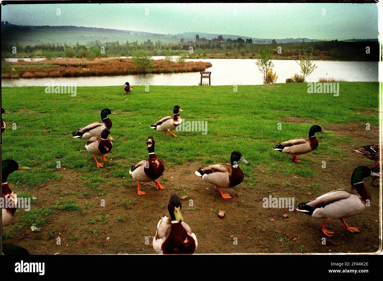 Birnie Loch canards en premier plan Mai 1998 Banque D'Images