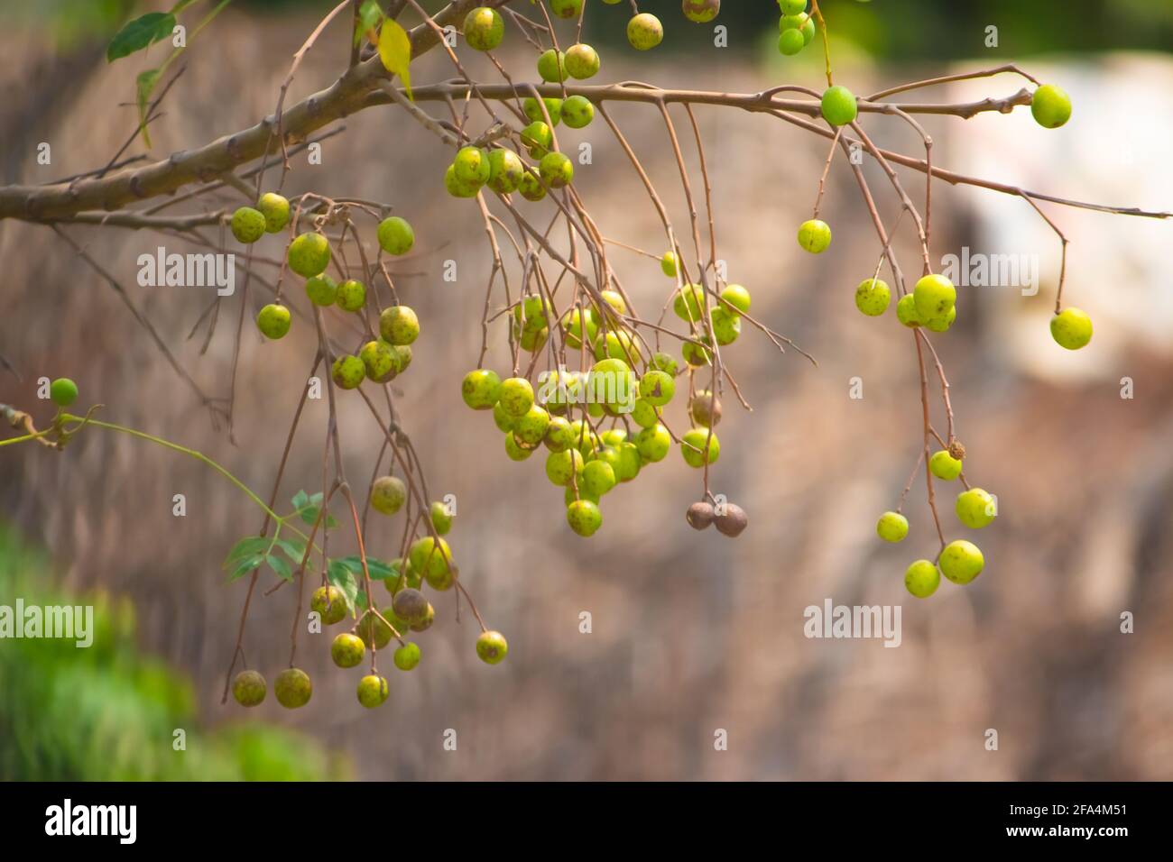 Fruit de Neem Fresh Mountain sur arbre avec feuille sur fond de nature. Une feuilles de neem arbre et fruits de croissance naturelle médicinale. Azadirachta indica,neem, Banque D'Images