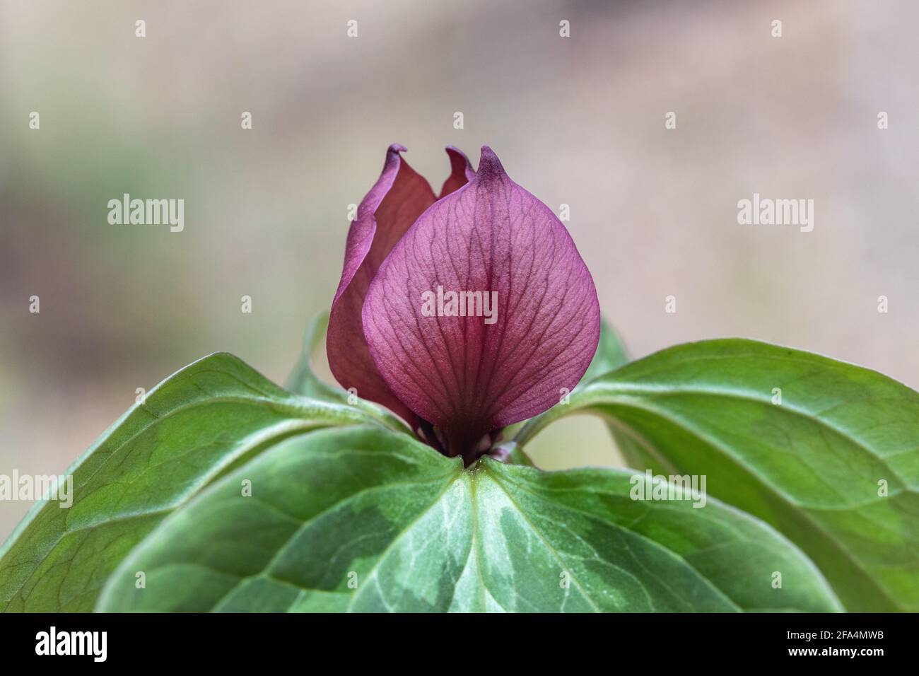 Fleur de trillium rouge (Trillium recurvatum) en Iowa Banque D'Images