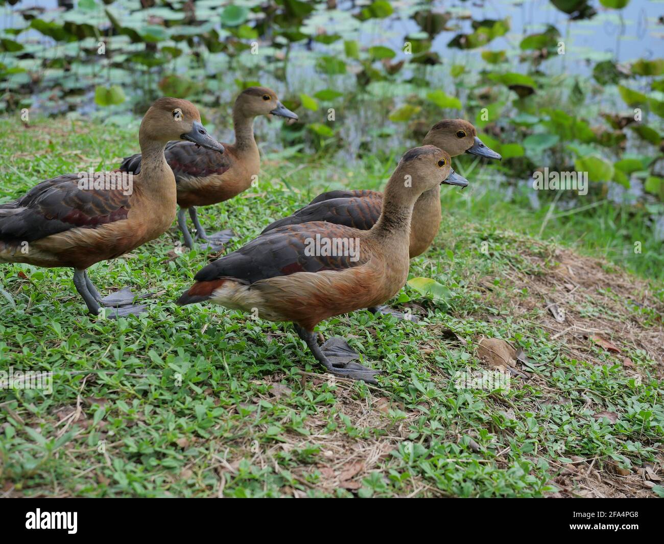 Groupe de canards sifflants de moindre qualité debout sur terre au bord du lac, quatre canards bruns sur la prairie, oiseau aquatique au parc national Khao Sam Roi Yot Banque D'Images