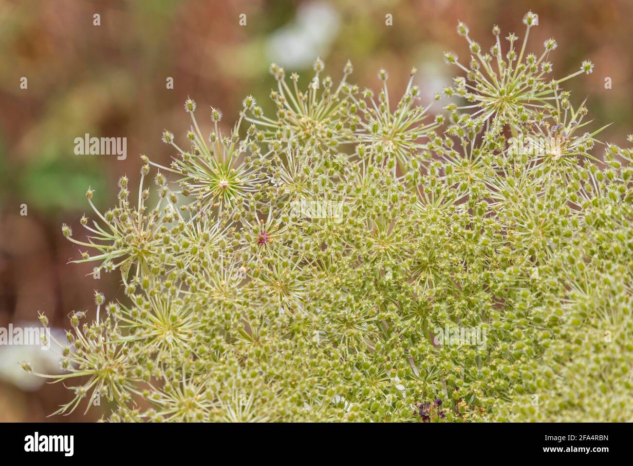 Les fleurs blanches de carottes sauvages se rapprochent sur fond flou Banque D'Images