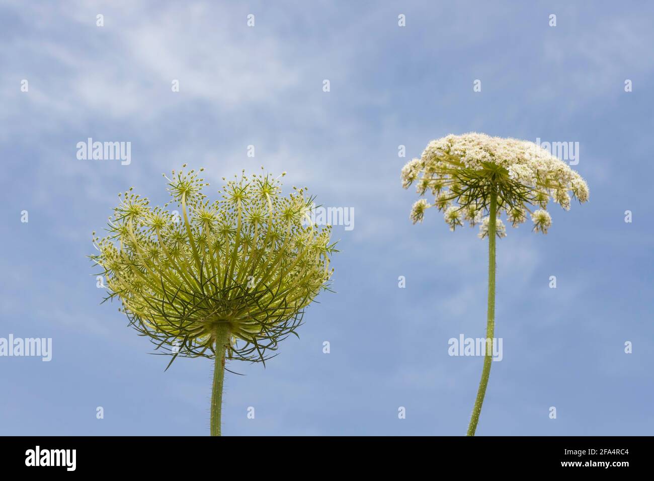 Les fleurs blanches de carottes sauvages se rapprochent sur un fond du ciel bleu Banque D'Images