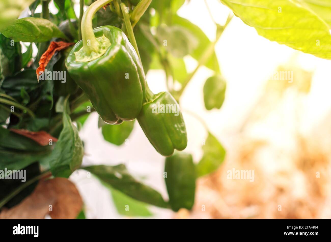De beaux poivrons doux croissent dans une serre de près. Paprika juteuse fraîche sur une branche de brousse au soleil. Agriculture - grands poivrons doux Banque D'Images