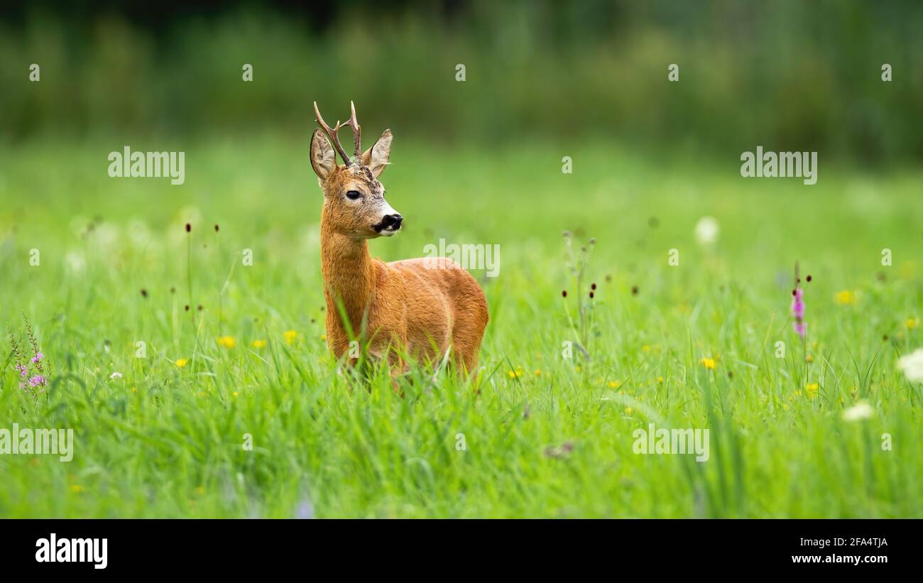 Pied de cerf de Virginie debout sur un pré vert et regardant mis à part dans la nature estivale Banque D'Images