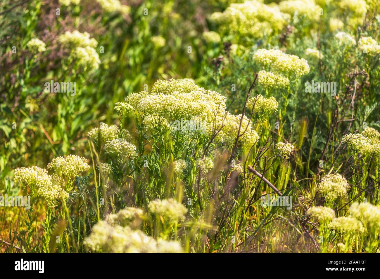Le Lepidium draba grandit au printemps dans le champ Banque D'Images