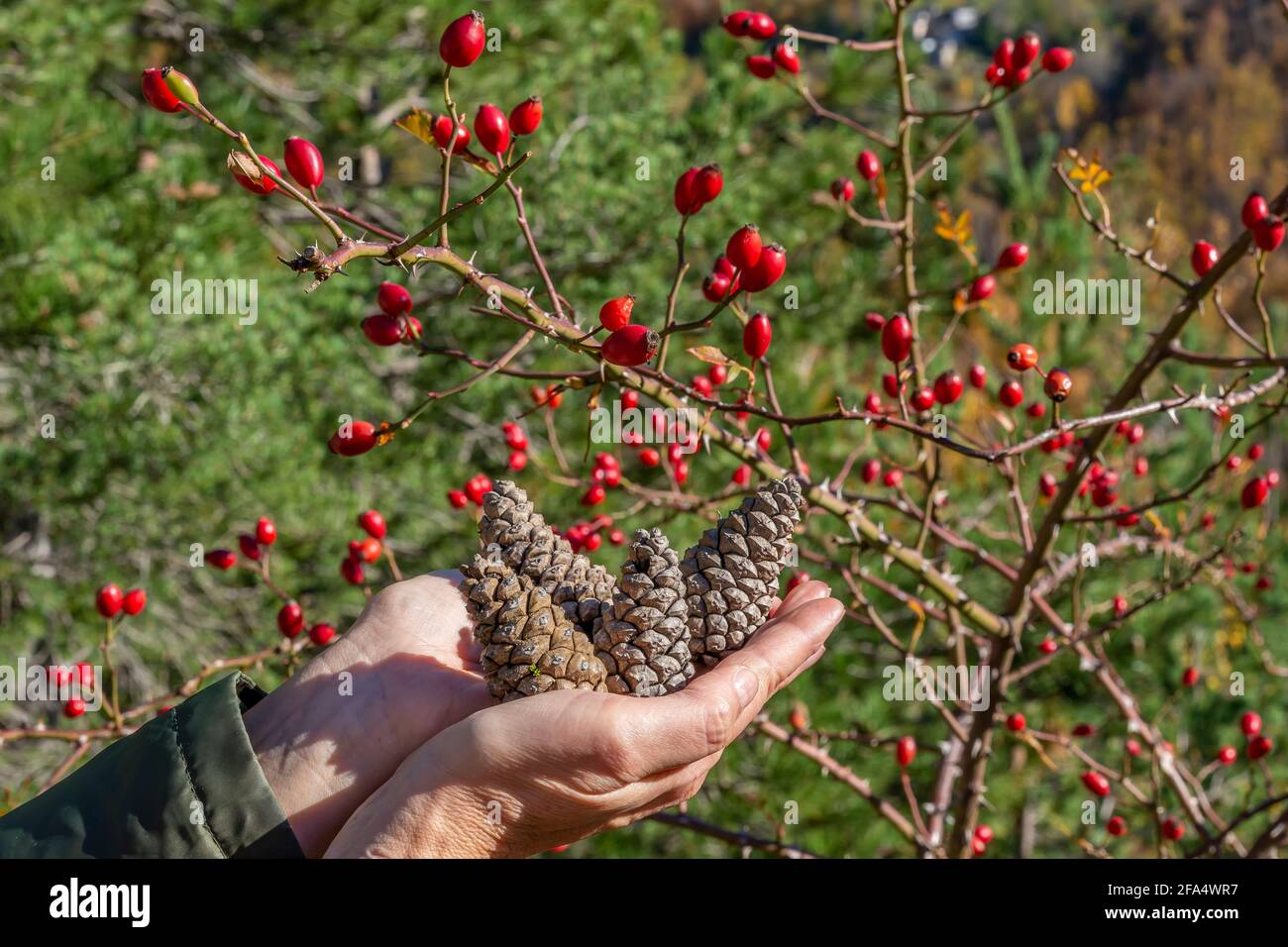 Les mains femelles tiennent quatre cônes de pin avec les branches de un arbre avec des baies rouges en arrière-plan Banque D'Images