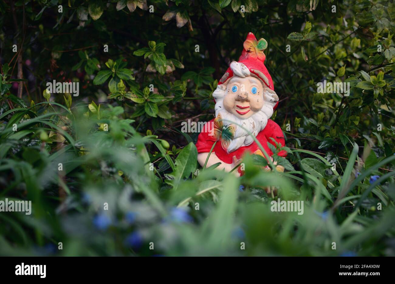 Le gnome en céramique rouge vintage est caché derrière l'herbe dans le jardin. Banque D'Images