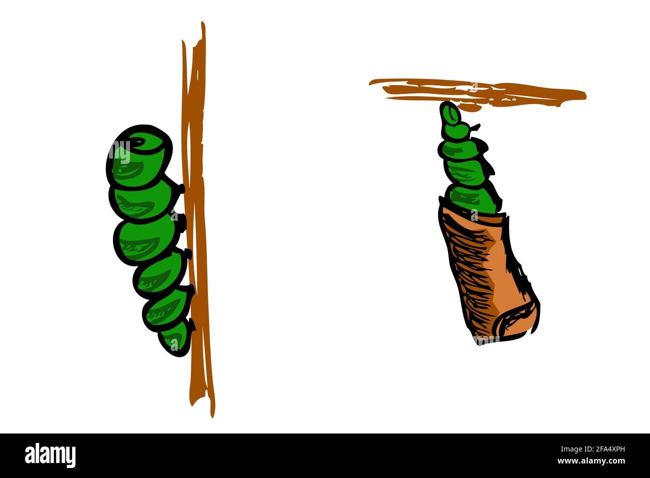 Vector dessin manuel esquisse de Worm grimpant, et Cocoon à l'arbre, isolé sur blanc Banque D'Images