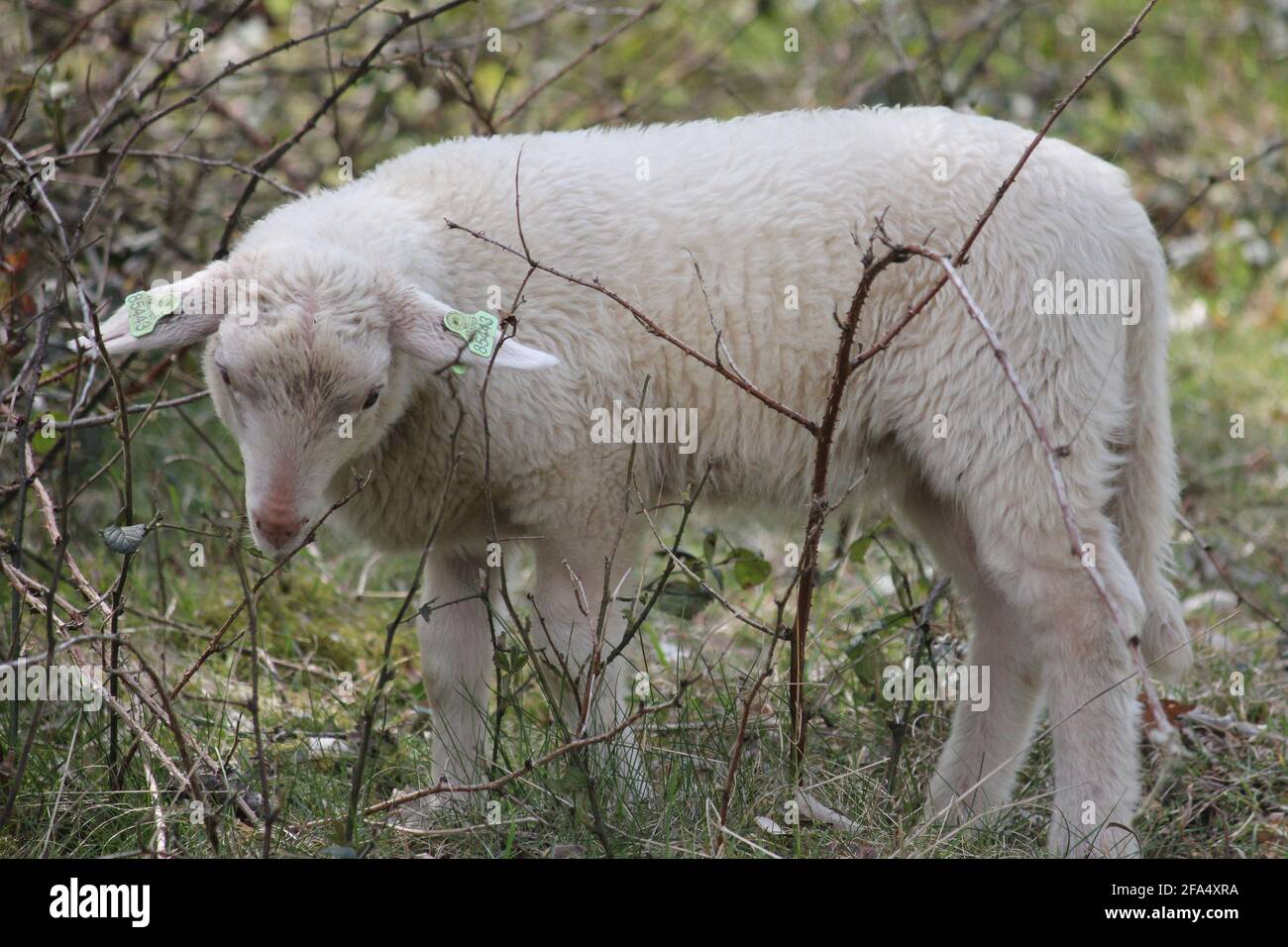 Troupeau de moutons dans le citypark Scadjk à Nimègue, aux pays-Bas Banque D'Images