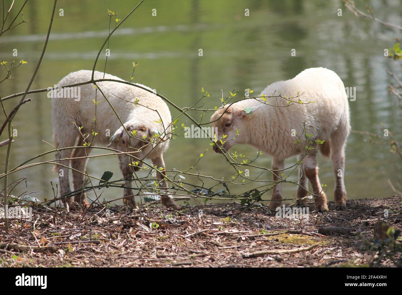 Troupeau de moutons dans le citypark Scadjk à Nimègue, aux pays-Bas Banque D'Images