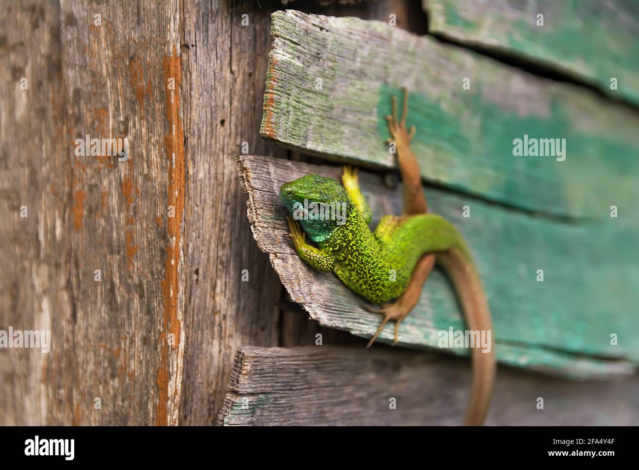 Un beau lézard vert observe le soleil. Une belle création de la nature. Banque D'Images