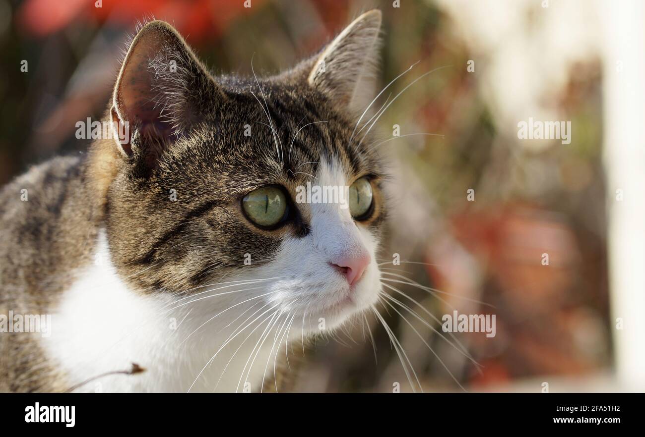 portrait de chat curieux regardant Banque D'Images