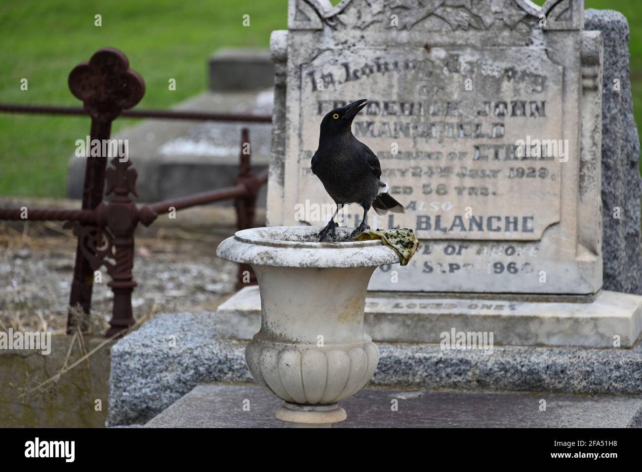 Un currawong pied debout sur une urne dans un cimetière, peu de temps après avoir tiré un chiffon sale hors de l'urne Banque D'Images