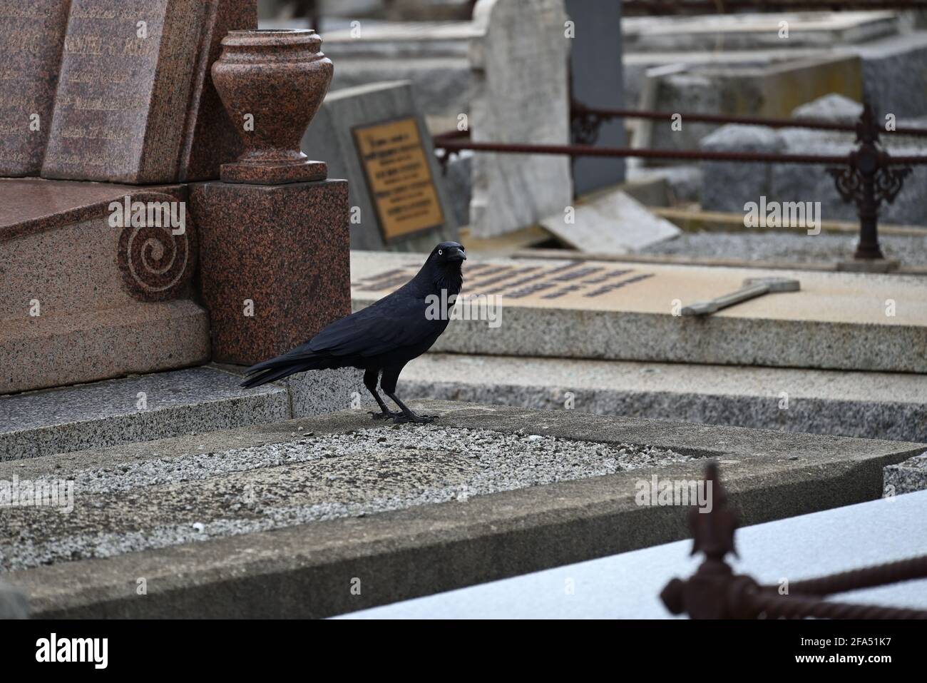 Un peu corbeau se tenant parmi une collection de tombes dans un cimetière Banque D'Images Un peu corbeau se tenant parmi une collection de tombes dans un cimetière Banque D'Images