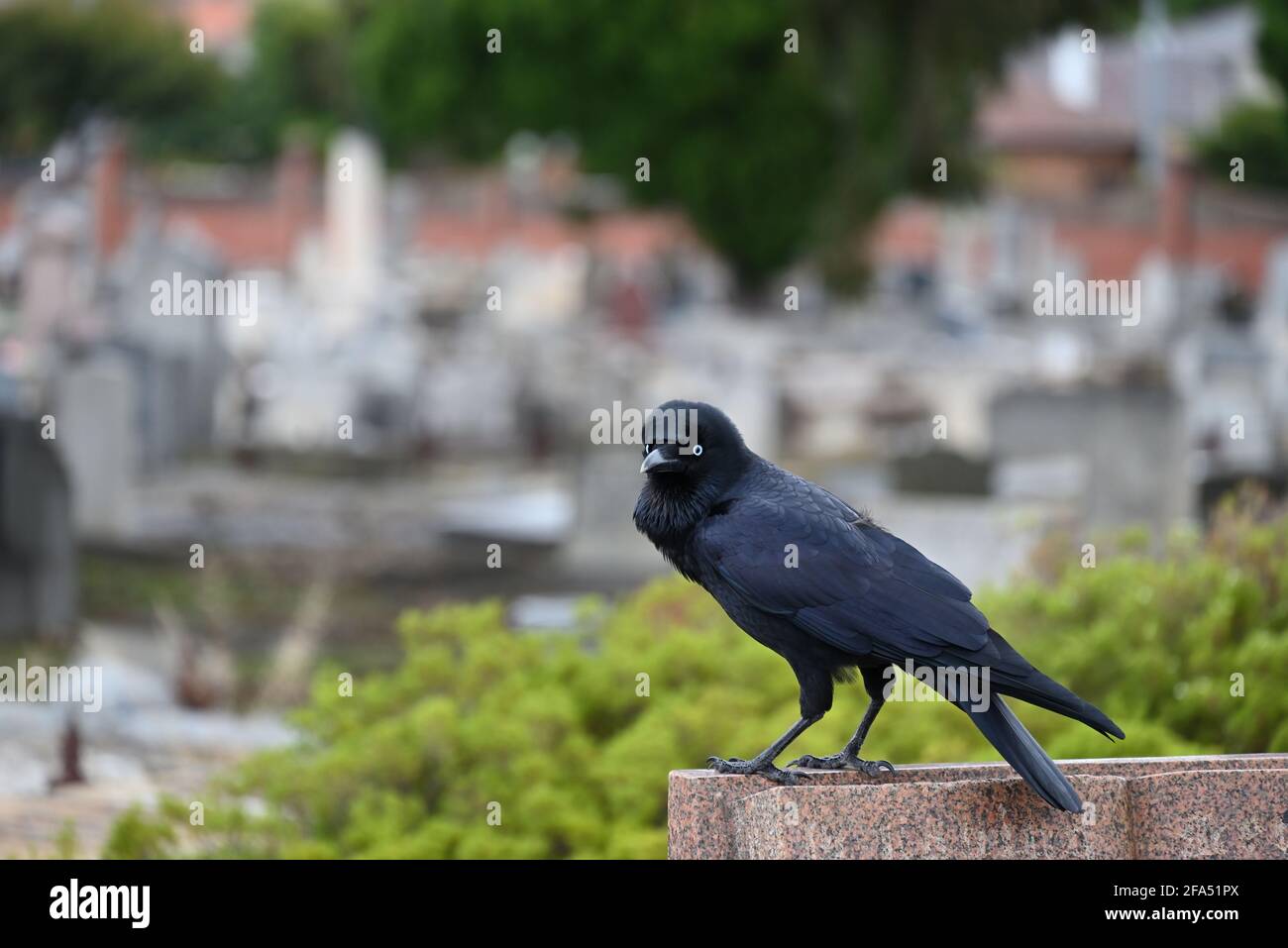 Un peu corbeau perché au sommet d'une tombe dans un cimetière, en regardant au premier plan Banque D'Images Un peu corbeau perché au sommet d'une tombe dans un cimetière, en regardant au premier plan Banque D'Images