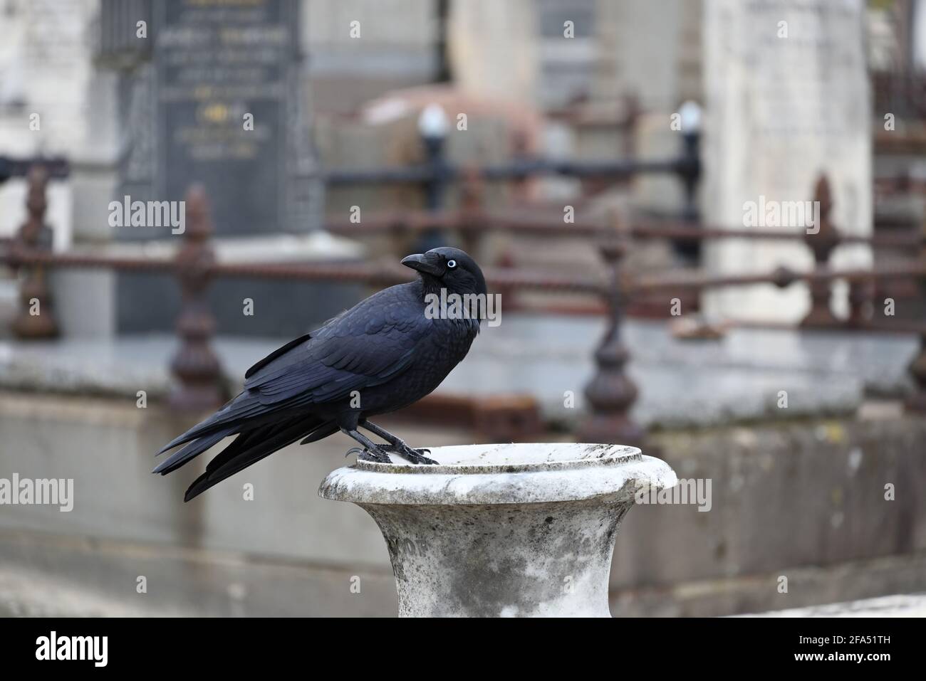 Un peu corbeau debout sur une urne dans un cimetière avec sa tête tournée Banque D'Images Un peu corbeau debout sur une urne dans un cimetière avec sa tête tournée Banque D'Images