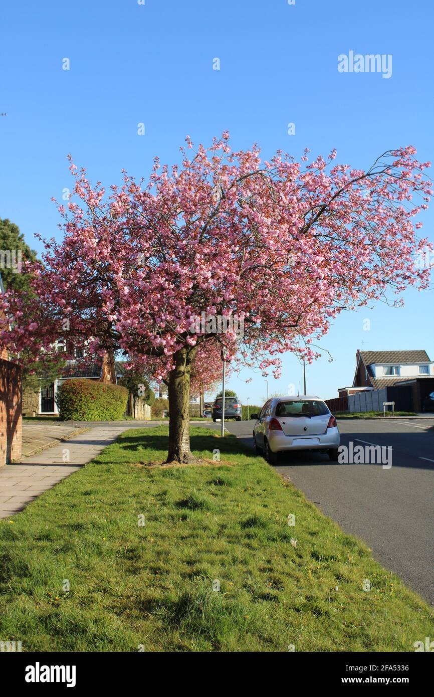 Cerisier à fleurs roses sur le bord de l'herbe d'un domaine de logement avec espace de copie Banque D'Images