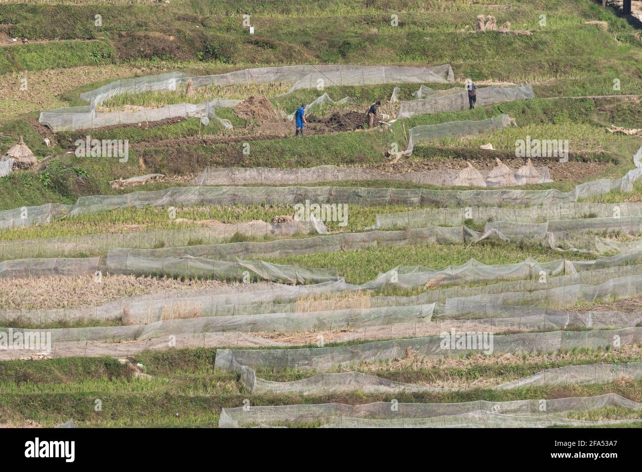 scène d'un agriculteur travaille sur des champs de riz vert Banque D'Images