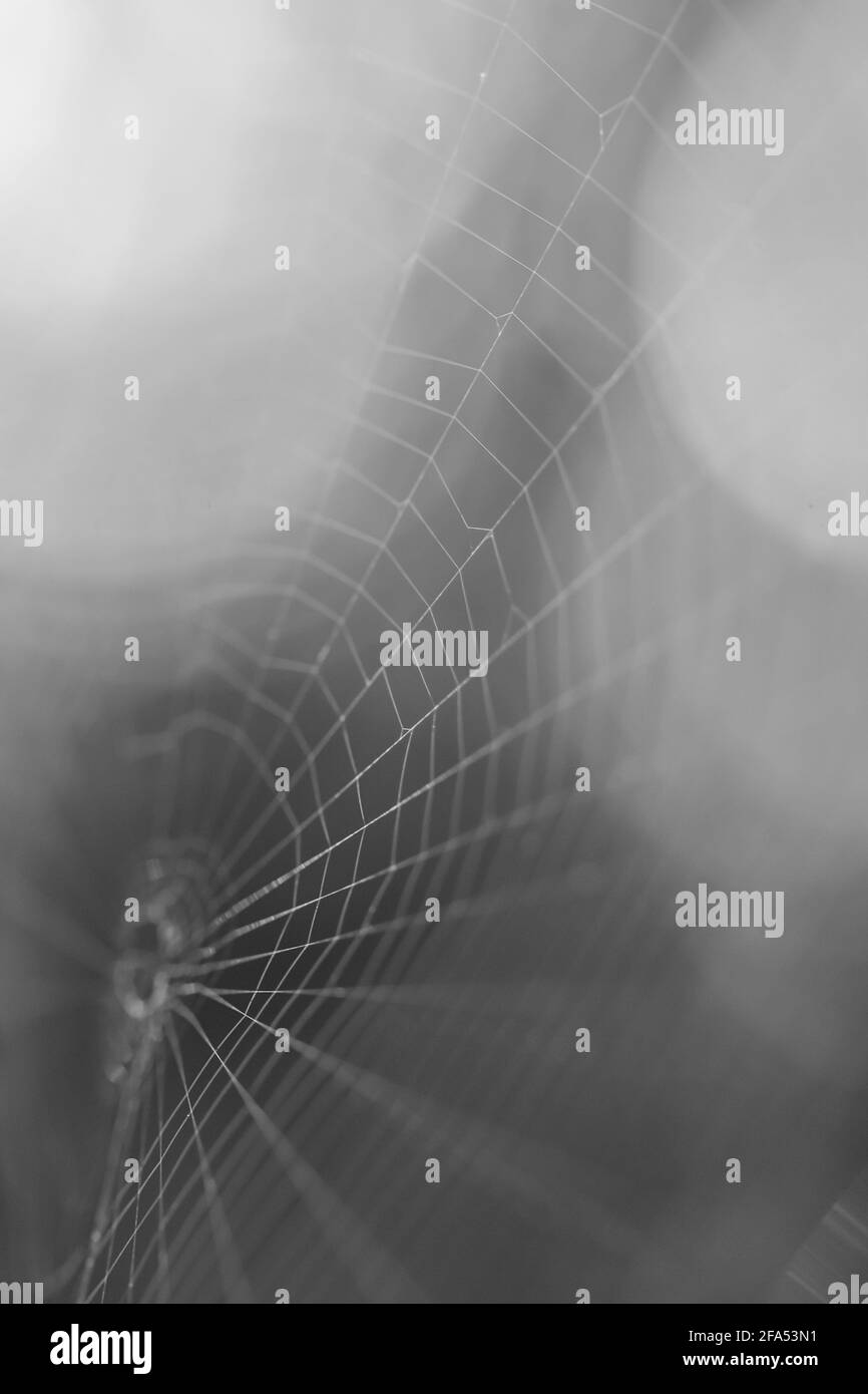 une macro-image monochrome de brins de toile d'araignée Banque D'Images