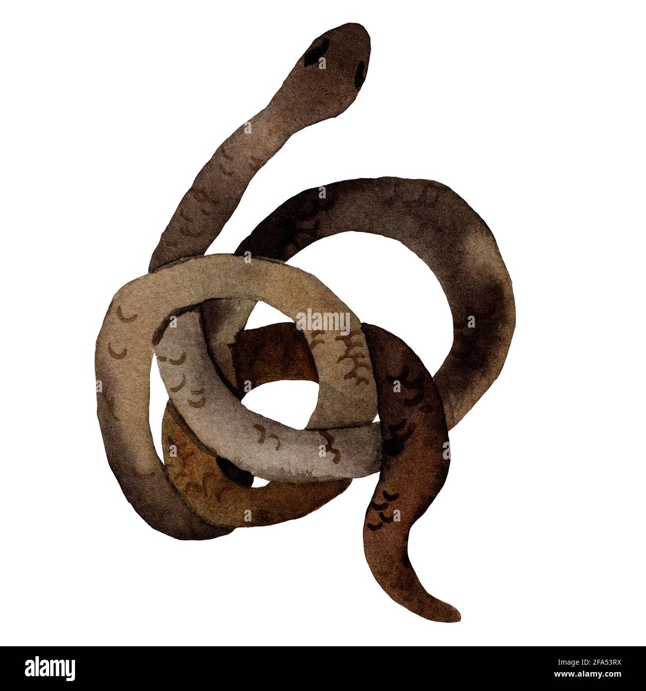 Aquarelle dessin à la main de serpents de couleur brune avec texture de peau. Le serpent est en forme d'anneau. Animal de style dessin animé. Banque D'Images