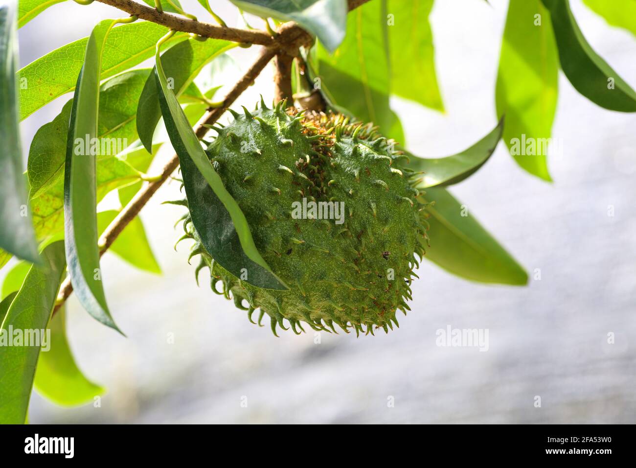 Gros plan d'un fruit soursop sur l'arbre Banque D'Images